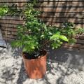 Heidelbeerstrauch Luberissima� 'Blue Dessert'�, Vaccinium corymbosum