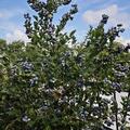 Heidelbeerstrauch Luberissima� 'Bluesbrothers', Vaccinium