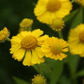 Helenium x cultivars 'Kanaria'