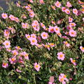 Helianthemum x cultivars 'Lawrensons Pink'