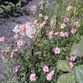Helianthemum x cultivars 'Lawrensons Pink', Helianthemum x cult. 'Lawrensons Pink'