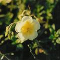 Helianthemum x cultorum 'Elfenbeinglanz'