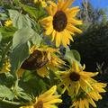 Sonnenblume, Helianthus annuus 'Uniflorus'