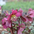 Helleborus 'Anna's Red' (S)