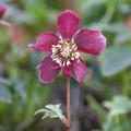 Helleborus orientalis 'Pretty Ellen Red'