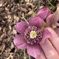Helleborus orientalis 'Tutu' (S), Helleborus x orientalis 'Tutu' (S)