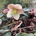 Helleborus x eric. 'Winter Sunshine' - R -, Helleborus x eric. 'Winter Sunshine' - R -