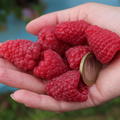 Herbsthimbeere Primeberry� Autumn Happy�