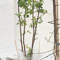 Herbsthimbeere Schlaraffia� Plentiful, Twotimer� Himbeere, Obst, Fr�chte, Frucht