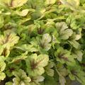 Heucherella Hybr. 'Stoplight'
