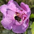Hibiskus, Eibisch 'Blue Chiffon'�, Hibiscus syriacus 'Blue Chiffon'�