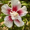 Hibiskus 'French Cabaret Pastel'�, Hibiscus syriacus 'French Cabaret Pastel'�