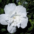 Hibiskus, Eibisch 'White Chiffon'� (Hibiscus syriacus 'White Chiffon'�)