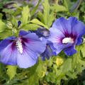 Hibiscus syriacus 'Oiseau bleu, Bl�ten