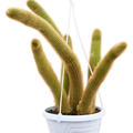 Hildewinteria aureispina, Ranker, im 14cm Topf, H�he 20cm, Breite 20cm