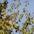 Himalaja-Birke 'Doorenbos' - Hochstamm, Betula utilis 'Doorenbos'