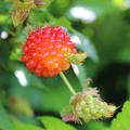 leckere rot-orange Frucht
