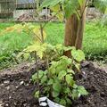 Himbeere Summer Chef�, Rubus idaeus