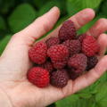 Sommerhimbeere Willamette