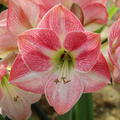Amaryllis 'Cherry Bloss'�