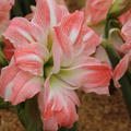 Hippeastrum 'Giant Amadeus'�
