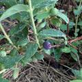 Honigbeere, Erstbeere� Blue Moon, Lonicera caerulea