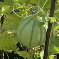 Honigmelone Cantaloup Charentais BIO, Cucumis melo L.