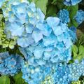 Hortensie, Ballhortensie 'Bela'� blau, Hydrangea macrophylla 'Bela' 