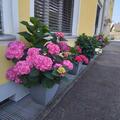 Hortensie, Ballhortensie 'Bela' � rosa, Hydrangea macrophylla 'Bela'� 