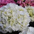Die reinweissen Bl�ten von Hydrangea macrophylla 'Schneeball' 