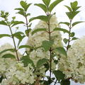 Hydrangea 'Bobo' Bl�tenrispen