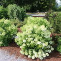 Pflanzsituation mit bl�hender Hydrangea 'Bobo'
