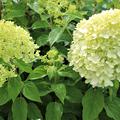 Hortensie, Rispenhortensie 'Limelight'