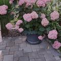Hydrangea arborescens 'Sweet Annabelle'