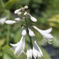 Hosta sieboldiana