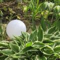 Hosta x undulata 'Albomarginata', Hosta x undulata 'Albomarginata'