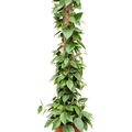Hoya parasitica 'Black Edge', Mossstab, im 20cm Topf, H�he 100cm, Breite 25cm