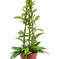 Hoya publicalis, Pyramide, im 17cm Topf, H�he 60cm, Breite 25cm