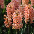 Hyazinthe 'Gipsy Queen'