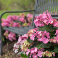 Hortensie Endless Summer� 'Pop Star'�