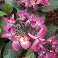 Hydrangea macrophylla 'Dark Angel'�