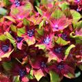Hydrangea macrophylla 'Schloss Wackerbarth' �