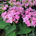 Hydrangea macrophylla 'You & Me Romance'�