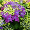 Hortensie, Tellerhortensie 'Curly� Sparkle Blue Purple'