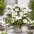 Girlanden-Hortensie Runaway Bride� 'Snow White'