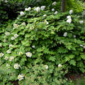 Hydrangea 'Snow Queen', Eichblatthortensie