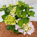 Hortensie, Ballhortensie 'Sweet Seduction'�