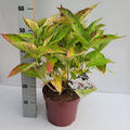 Hortensie, Tellerhortensie 'Cloudi �'  XXL Pflanze