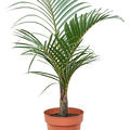 Hyophorbe verschaffeltii, Stamm, im 27cm Topf, H�he 110cm, Breite 75cm