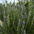 Hyssopus officinalis, Hyssopus officinalis